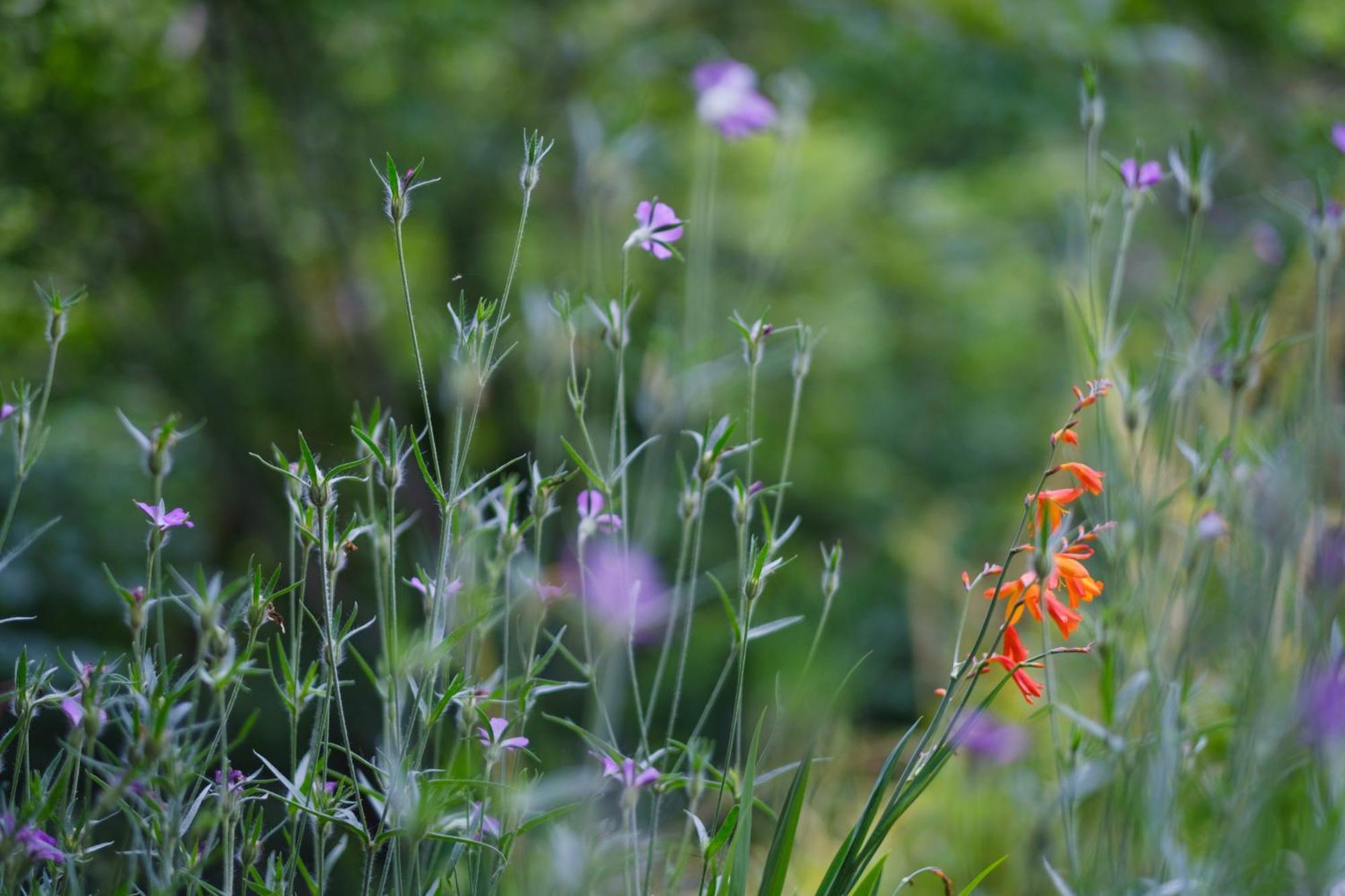 Tig Cottage - A Rural, Quirky, Pet Friendly 2 Bedroom Cottage Near Ballantrae 외부 사진
